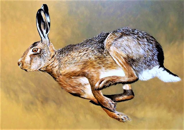 Hoe lopen de hazen