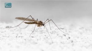 Verhelfen Insekten dem Gentechnik-Netzwerk zum Transhumanismus?