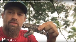 Carbonized Toad Found in the Ashes at Lahaina Ground Zero! What Really Happened