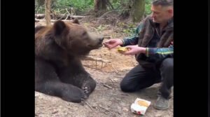 Even a bear refuses to eat McMuck