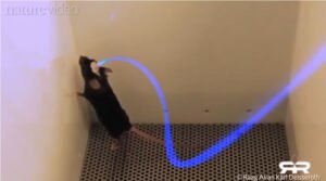 Optogenetics and the Secret Worldwide Nanotech Experiment